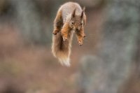 244 - RED SQUIRREL LEAPING - BLACK JAMES - scotland <div